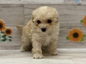 Mix(トイプードル×マルチーズ)　￥229,900(税込)7/21まで→￥196,900(税込)