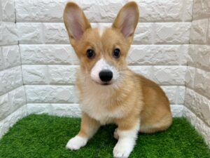 ウェルシュコーギーペンブローク ￥229,900(税込) → 9/23迄￥185,900(税込)