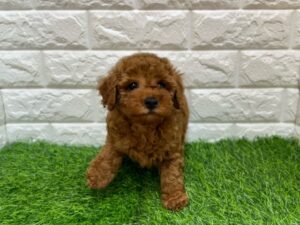 トイプードル￥207,900(税込)→7/9まで￥185,900(税込)