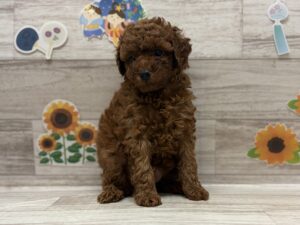 トイプードル　￥283,800(税込)→7/26まで￥261,800(税込)