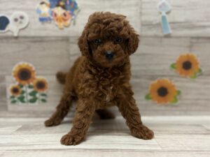 トイプードル　￥283,800(税込)→7/23まで3万円引き