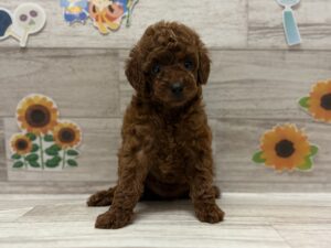 トイプードル　￥283,800(税込)→7/23まで3万円引き