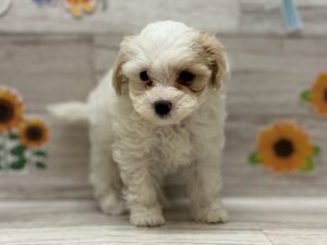 Mix(トイプードル×マルチーズ)　￥228,800(税込)→7/23まで￥217,800(税込)