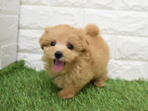 Mix(父トイプードル×母マルチーズ)￥251,900(税込)→9/23(水)まで￥218,900(税込)