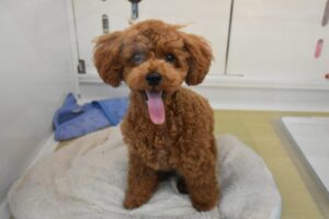 トイプードル　¥119,900(税込)→9/23(水)まで￥108,900(税込)