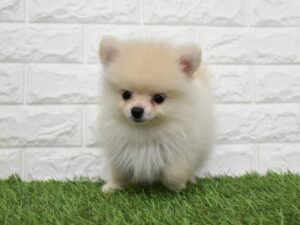 ポメラニアン￥317,900(税込)→8/31(月)まで3万円引き！