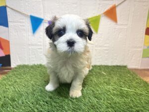 Mix(マルチーズ×シーズー)￥141,900(税込)8/10まで→￥108,900(税込)