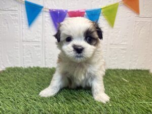 Mix(マルチーズ×シーズー)￥141,900(税込)8/10まで→￥108,900(税込)