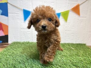 ①トイプードル￥427,900(税込)8/10まで→￥394,900(税込)