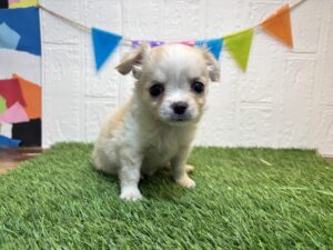 ②チワワ（ロング）￥218,900(税込)8/10まで→￥185,900(税込)
