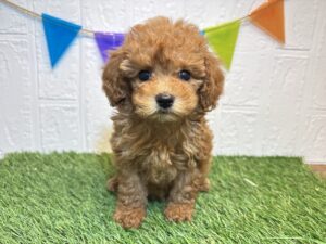 ⑦トイプードル￥251,900(税込)8/10まで→￥218,900(税込)