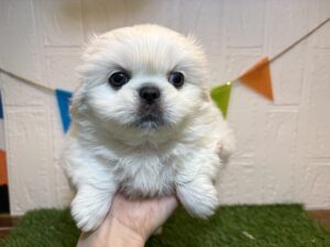 ⑧ペキニーズ￥284,900(税込)8/10まで→￥251,900(税込)