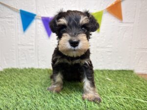 ⑨ミニチュアシュナウザー￥207,900(税込)8/10まで→￥174,900(税込)