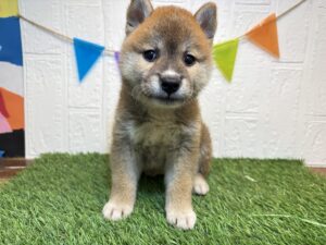 ⑬柴犬￥207,900(税込)8/10まで→￥174,900(税込)