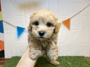 ⑭Mix(父マルチーズ×母トイプードル)￥174,900(税込)8/10まで→￥141,900(税込)