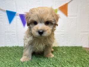 ⑮Mix(父マルチーズ×母トイプードル)￥174,900(税込)8/10まで→￥141,900(税込)