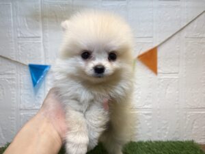 ⑪ポメラニアン￥317,900（税込）→8/17まで￥284,900（税込）