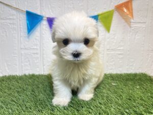 マルチーズ￥251,900(税込)→8/31まで￥218,900(税込)