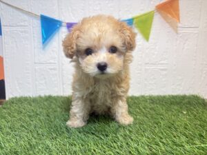 ④トイプードル￥317,900(税込)→8/17まで￥284,900(税込)