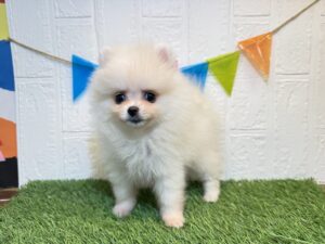 ⑤ポメラニアン￥240,900(税込)→￥207,900(税込)