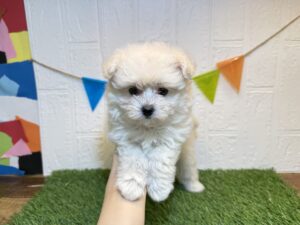 ⑧Mix（父ポメラニアン×母トイプードル）￥273,900(税込)8/30まで→￥240,900(税込)