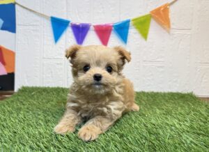 ⑨Mix(父チワワ×母トイプードル)￥328,900(税込)8/30まで→￥295,900(税込)