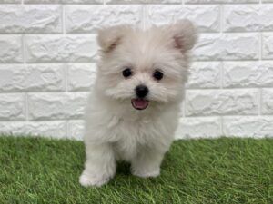 Mix（父ポメラニアン×母トイプードル）￥273,900(税込)