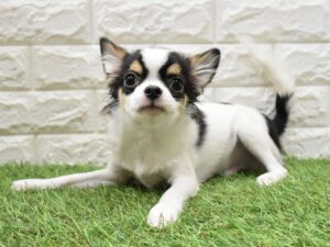 チワワ（ロング）￥119,900(税込)→9/23(水)まで別途費用込みで￥150,000(税込)
