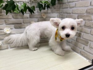 ⑥Mix(マルチーズ×チワワ)　￥107,800(税込)