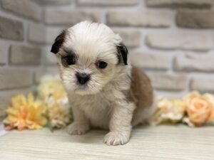 Mix(マルチーズ×シーズー)　￥217,800(税込)→8/23まで4万円引き