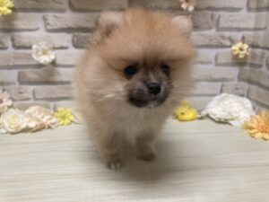 ①ポメラニアン　￥250,800(税込)