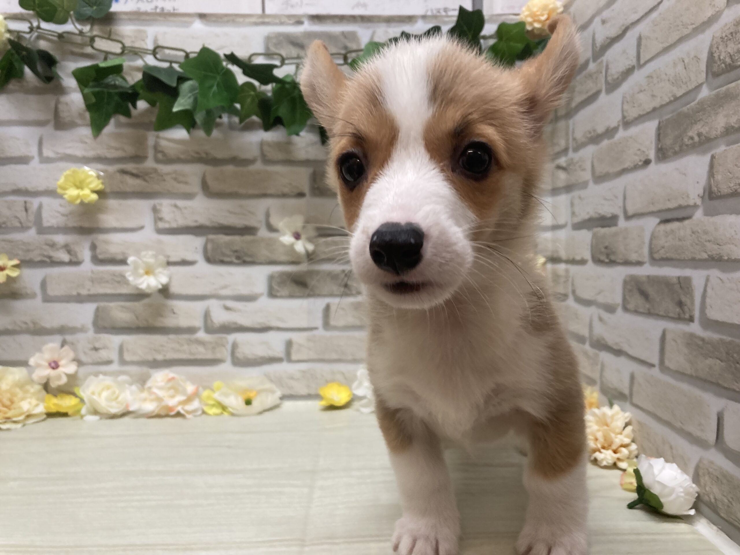 ④ウェルシュコーギーペンブローク