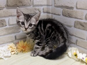マンチカン(足長)　￥184,800(税込)→8/23まで3万円引き
