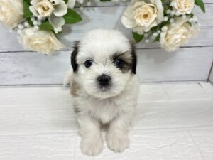 Mix(父マルチーズ×母シーズー)￥141,900(税込)→8/23まで￥108,900(税込)