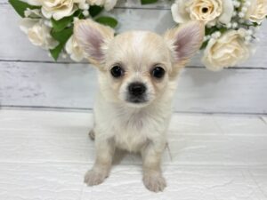 チワワ(ロング)￥251,900(税込)→8/23まで￥218,900(税込)