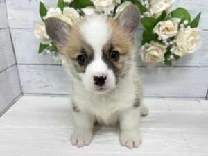⑤ウェルシュコーギーペンブローク　￥361,900(税込)