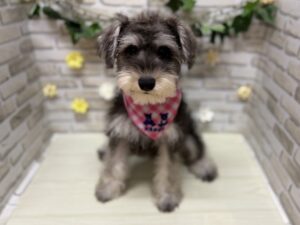 ⑧ミニチュアシュナウザー　￥151,800(税込)→8/23まで3万円引き
