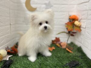 ④Mix(ポメラニアン×ビションフリーゼ　￥173,800(税込)