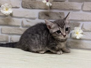 マンチカン(短足)　￥184,800(税込)