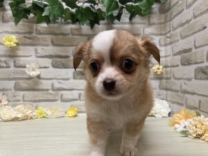 ②チワワ(ロング)　￥206,800(税込)