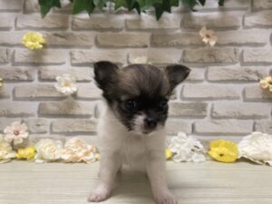 ⑤Mix(ポメラニアン×チワワ)　￥173,800(税込)