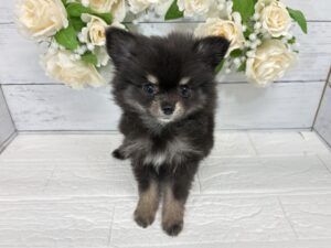 Mix（父ポメラニアン×母チワワ）￥251,900(税込)→8/23まで￥218,900(税込)
