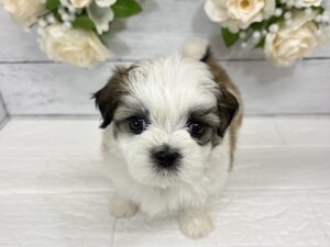 Mix(父マルチーズ×母シーズー)￥218,900(税込)→8/23まで￥185,900(税込)
