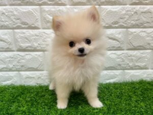 ポメラニアン￥328,900(税込)→8/23まで￥295,900(税込)