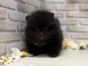 ⑥ポメラニアン　￥272,800(税込)→8/23まで３万円引き