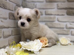 ⑦Mix(チワワ×ビションフリーゼ)　￥217,800(税込)→8/23まで３万円引き