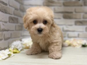 ⑧Mix(マルチーズ×トイプードル)　￥217,800(税込)→8/23まで３万円引き