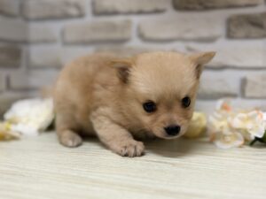 ⑨Mix(チワワ×ポメラニアン)　￥228,800(税込)→8/23まで３万円引き