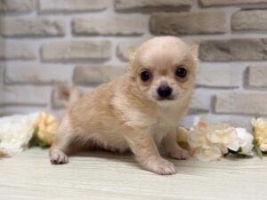 ⑩チワワ(ロング)　￥250,800(税込)→8/23まで３万円引き