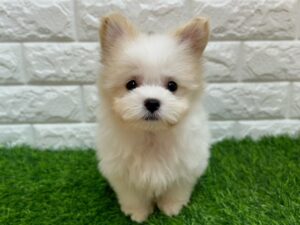 Mix（父マルチーズ×母ポメラニアン）￥218,900(税込)→8/23まで￥185,900(税込)
